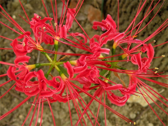 15张彼岸花的图片，大红色的妖娆，红似火艳似霞，你喜欢吗？