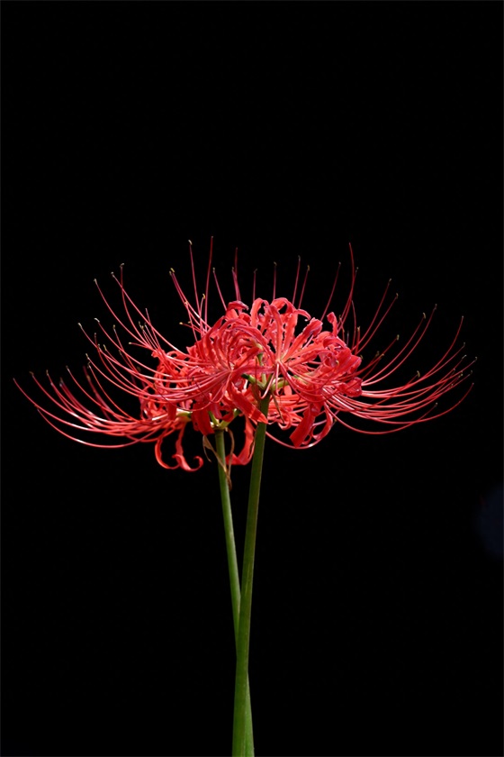 15张彼岸花的图片，大红色的妖娆，红似火艳似霞，你喜欢吗？