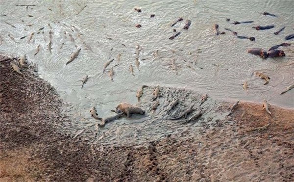 河马为什么不怕鳄鱼 一个肥子和一个瘦子比赛