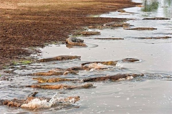 河马为什么不怕鳄鱼 一个肥子和一个瘦子比赛