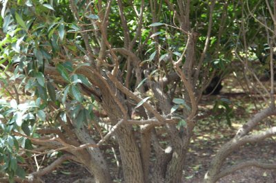 ​北方可以养桂花树吗，北方桂花树养殖方法