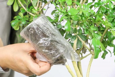 ​米兰冬季怎么养