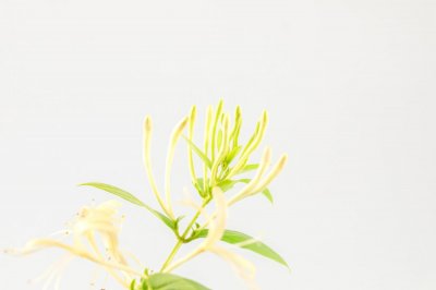 ​金银花的采摘方法