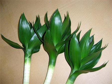 生长习性上区分