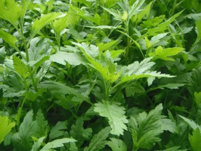 ​菊花脑——看似菊花，实际上是美味的保健蔬菜