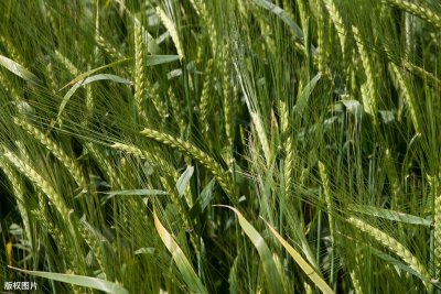 ​小麦纹枯病发病症状，及防治方法，有效助于农户增产增收