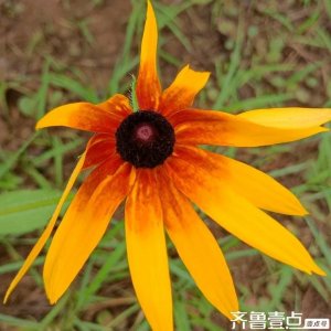 ​青未了／花开灿烂黑心金光菊~