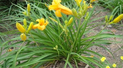 ​忘忧草，也就是人们餐桌上的黄花菜。