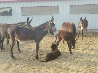 ​德州驴的由来你知道吗？生长在德州还是什么？我来揭秘