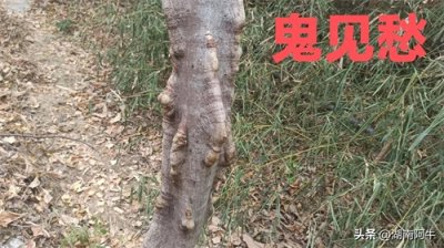 ​湖南发现了百年鬼见愁，长得像得了癌症