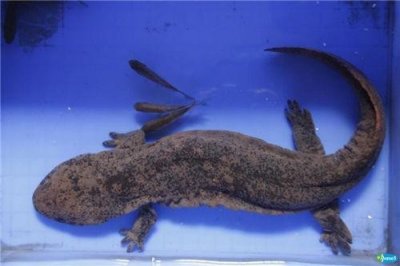 ​山海经之鱼—赤鱬