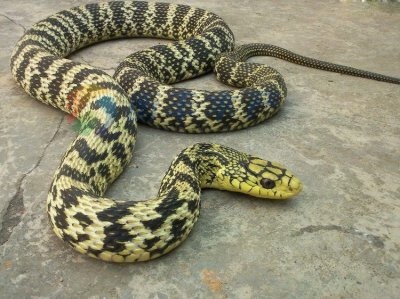 ​菜花蛇，蛇界中的猫，无毒蛇类里的绝对霸主