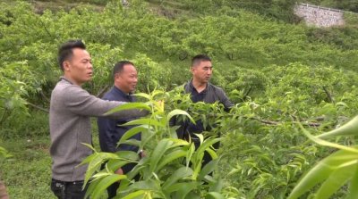 ​张治忠痴心培育香脆黄桃