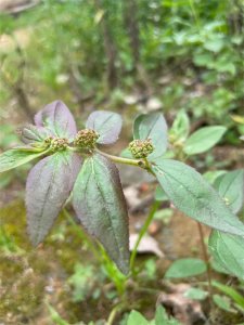 ​俗称“止痒草”的飞扬草，还被老人称为“通乳草”，其价值珍贵