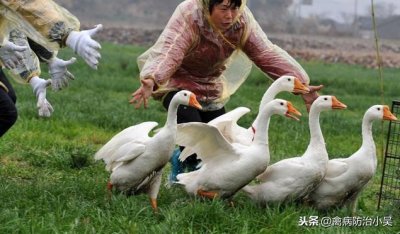 ​养一只鹅的成本是多少，利润是多少？如何提高养鹅利润？推荐