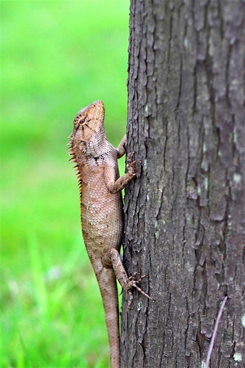 四脚蛇--人类的好朋友