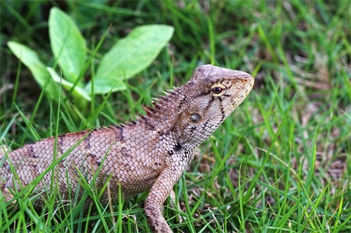 四脚蛇--人类的好朋友