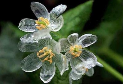 ​山荷叶花透明色，贞洁纯净亲情在