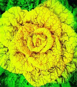 ​黄心菜～豫南特色蔬菜