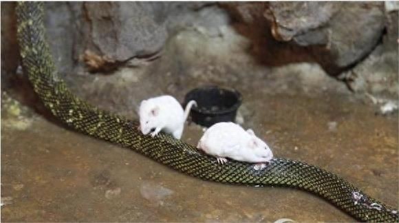 蛇的天敌不止有猫鼬还有食蛇鼠 堪称最凶猛的啮齿类动物