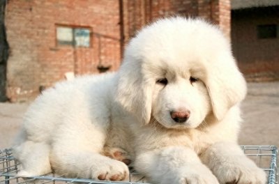 ​国内最值钱的雪獒皇后：一胎产下一百万