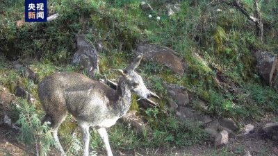 ​濒危物种马麝现身黄河源区域