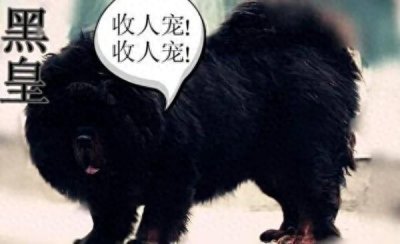 ​在遮天中黑皇到底有多不靠谱？