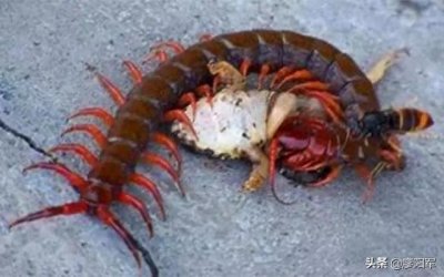 ​湘西到底有没有蛊？下蛊又是怎样的一个操作过程？