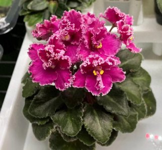 这个花友对非洲堇才是“真爱”！多品种图+非洲堇怎么养的小技巧