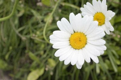 ​小雏菊怎么养？学会3点，花开不断