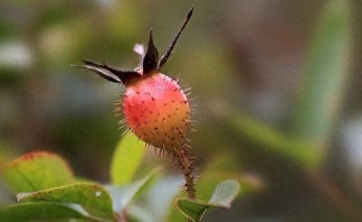 ​山上一种全身长刺的野果，可吃起来很甜，人称糖罐子是一味好药材