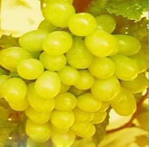 ​葡萄的品种大全；现有28个品种你吃过多少种？