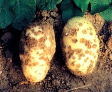 ​土传病害：马铃薯疮痂病