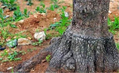 ​不动土就可以让树根死掉的方法