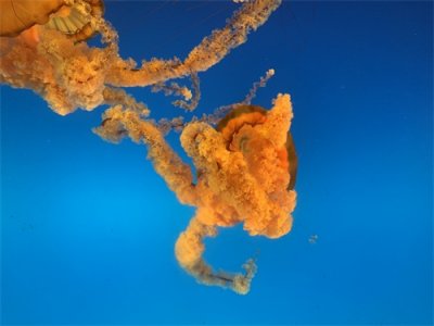 ​假日好去处之一日游-合肥海洋世界