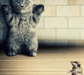 ​网友拍摄的15张动物装萌照，直击人心，原来它们能够这么可爱