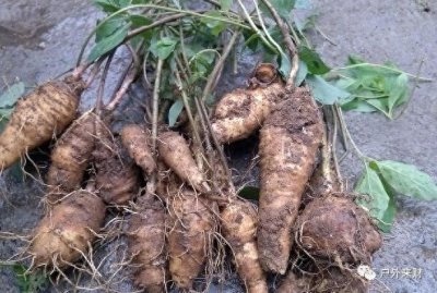 ​农村有1种奶参作用巨大，老人叫它“天然软黄金”，千万别再忽视