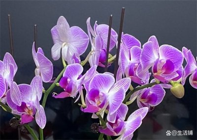 ​蝴蝶兰怎么浇水？学会2个技巧，花苞满枝花期长