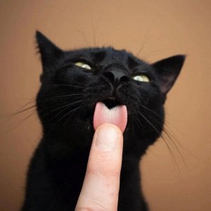 猫咪舔主人手，其实是想告诉你这些事情！
