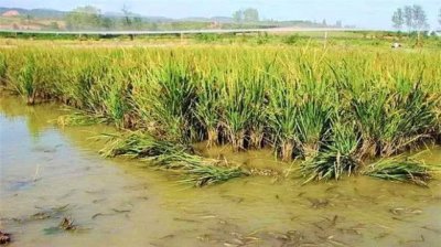 ​为何农田中有抓不完的泥鳅和黄鳝？农民道出真相，看完终于明白了