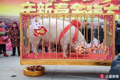 ​1881斤！眉山仁寿现9岁“猪王”