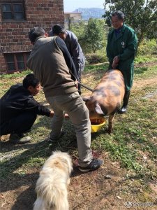 ​农村杀猪全过程，一组图带你回忆儿时的杀猪场景