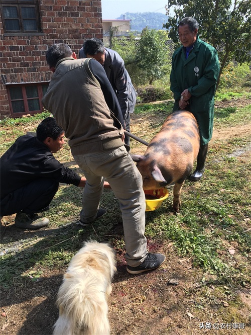 农村杀猪全过程，一组图带你回忆儿时的杀猪场景