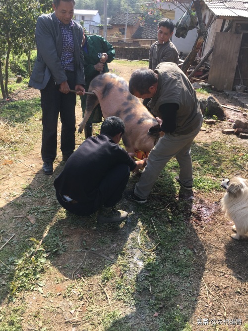农村杀猪全过程，一组图带你回忆儿时的杀猪场景