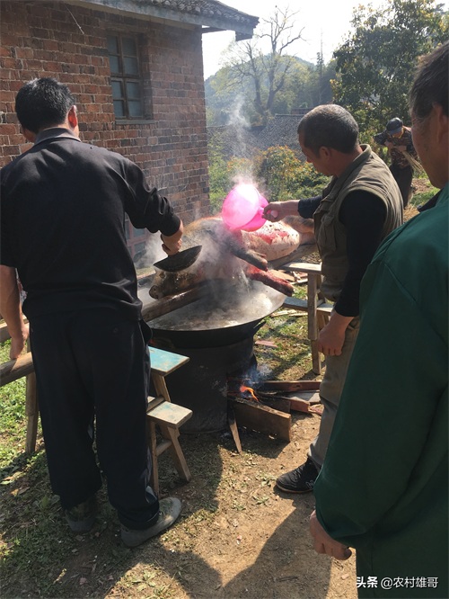 农村杀猪全过程，一组图带你回忆儿时的杀猪场景