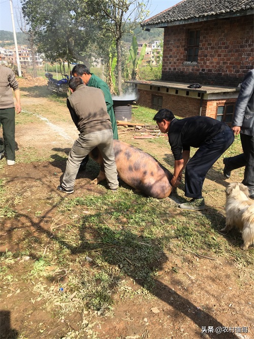 农村杀猪全过程，一组图带你回忆儿时的杀猪场景