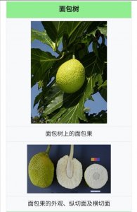 ​面包果吃过吗？怎么吃？