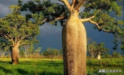 ​南美洲有这种奇特树被誉为“沙漠中的水塔”——纺锤树（瓶子树）