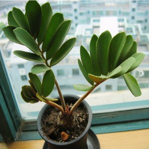 ​株型优美的墨西哥铁树，叶片新颖独特，四季常青，放家中韵味十足