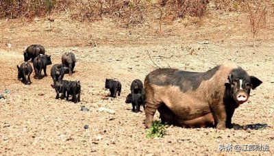 ​古人为什么要阉割家畜 家畜阉割小史